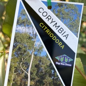 Corymbia citriodora - Lemon Scented Gum