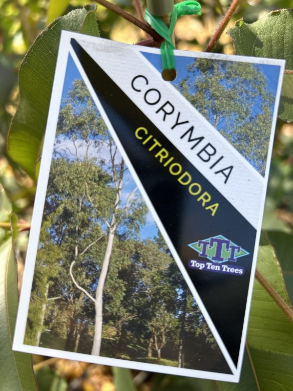 Corymbia citriodora - Lemon Scented Gum