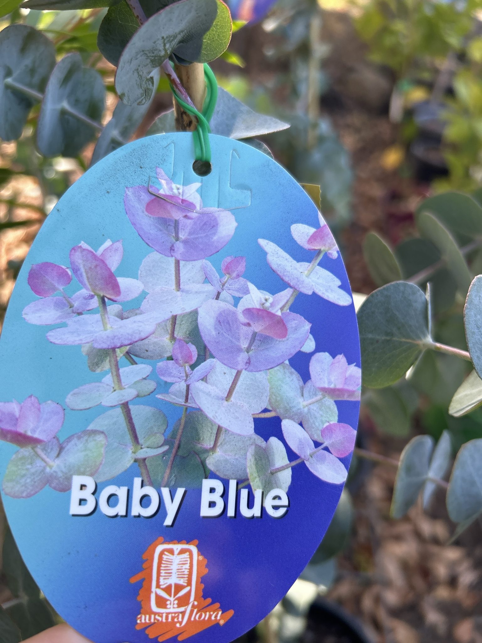 Eucalyptus - Baby Blue