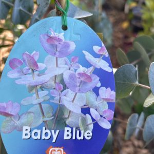 Eucalyptus pulverulenta - Baby Blue