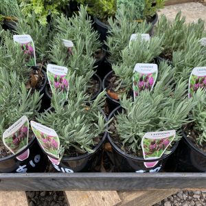 Lavender - Avonview Lavandula Stoechas