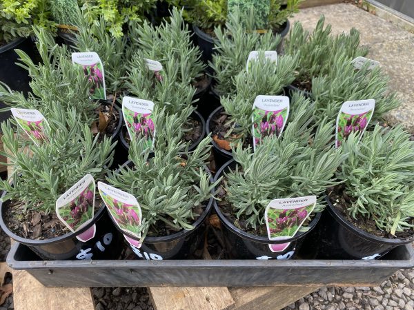 Lavender - Avonview Lavandula Stoechas