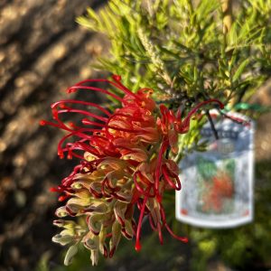 Grevillea 'Ned Kelly'