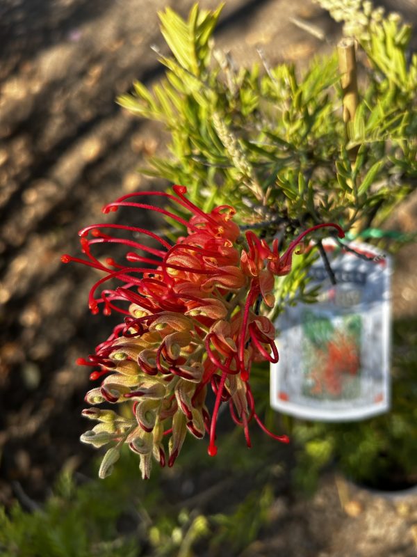 Grevillea 'Ned Kelly'