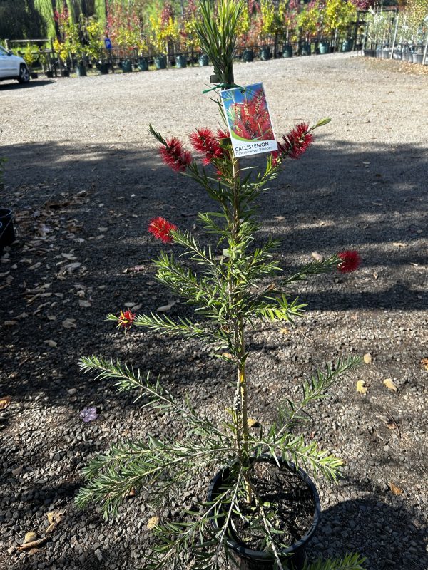 Callistemon viminalis 'Dawson River Weeper'