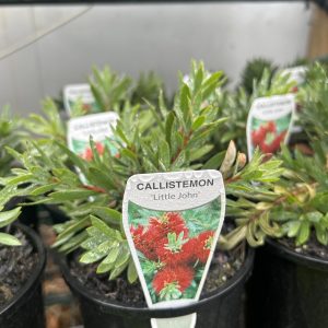 Callistemon viminalis 'Little John'