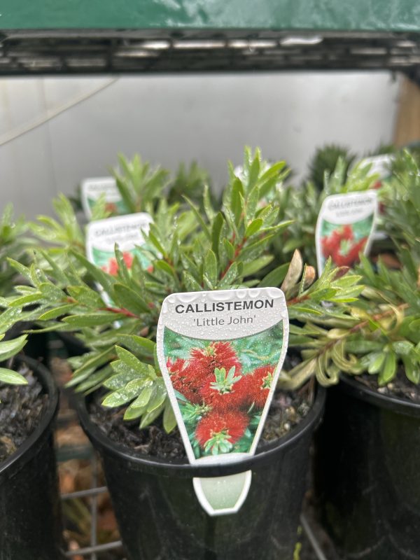 Callistemon viminalis 'Little John'