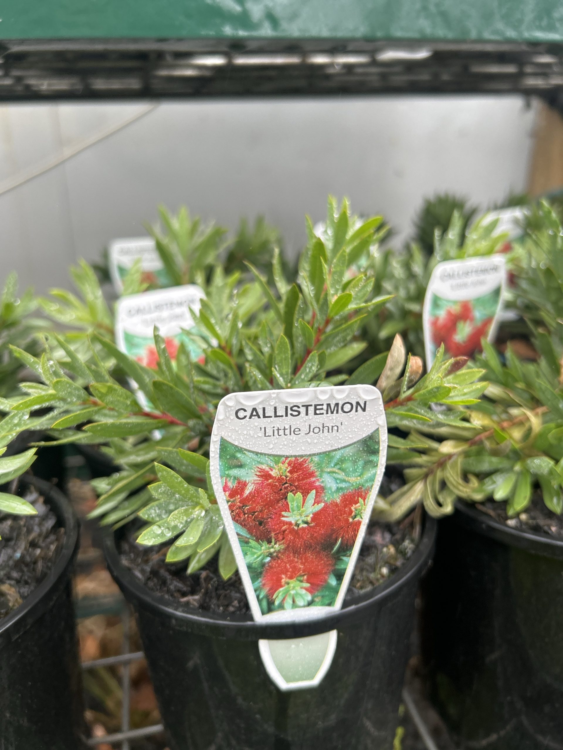 Little oaks nursery – jersey