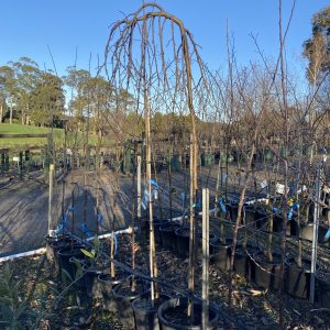 Malus Wandin Pride - Weeping Apple
