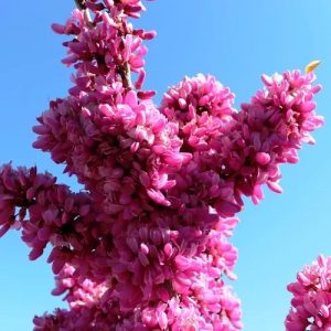 Cercis chinensis - Avondale