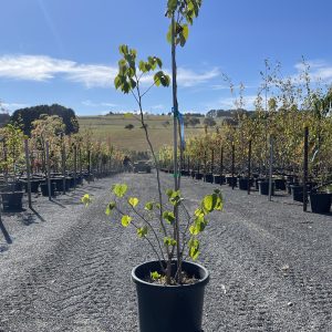 Cercis chinensis - Avondale