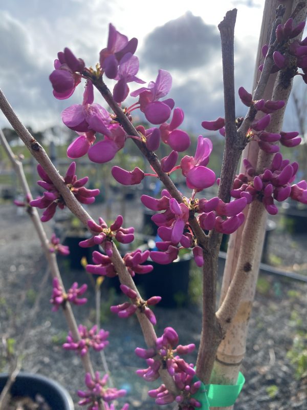 Cercis chinensis - Avondale - Image 2