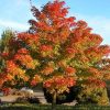 Acer truncatum x Acer platanoides 'Warrenred' Pacific Sunset - Image 3