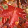 Acer truncatum x Acer platanoides 'Warrenred' Pacific Sunset - Image 2