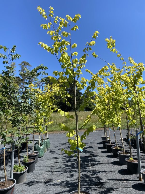 Ulmus glabra lutescens - Golden Elm - Image 2