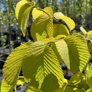 Ulmus glabra lutescens - Golden Elm