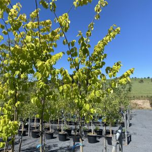 Ulmus glabra lutescens - Golden Elm