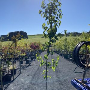 Pyrus ussuriensis - Manchurian Pear
