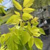 Acer negundo - Kelly's Gold