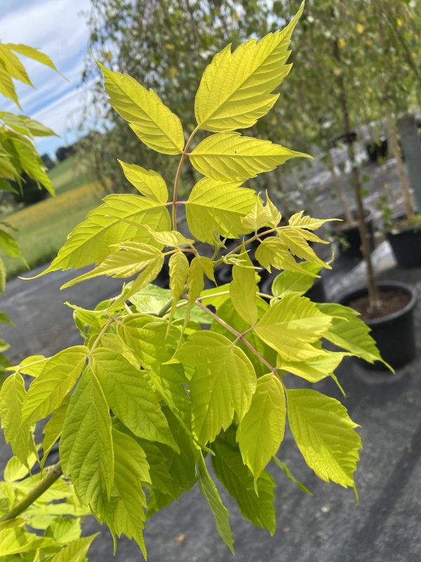 Acer negundo - Kelly's Gold