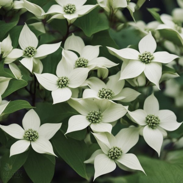Cornus Kousa - Trinity Star