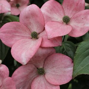 Cornus Kousa ‘Heart Throb’