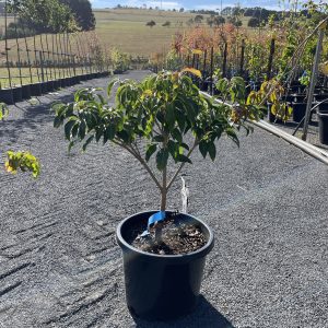 Cornus Kousa - Trinity Star