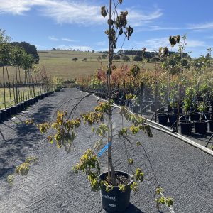 Cornus Florida - First Lady