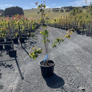 Cornus Kousa ‘Heart Throb’