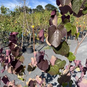 Cercis canadensis ‘Merlot’