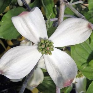 Cornus florida pendula - White Weeping Dogwood