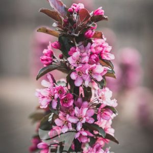 Malus ‘Raspberry Spear’