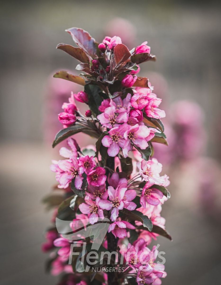 Malus ‘Raspberry Spear’