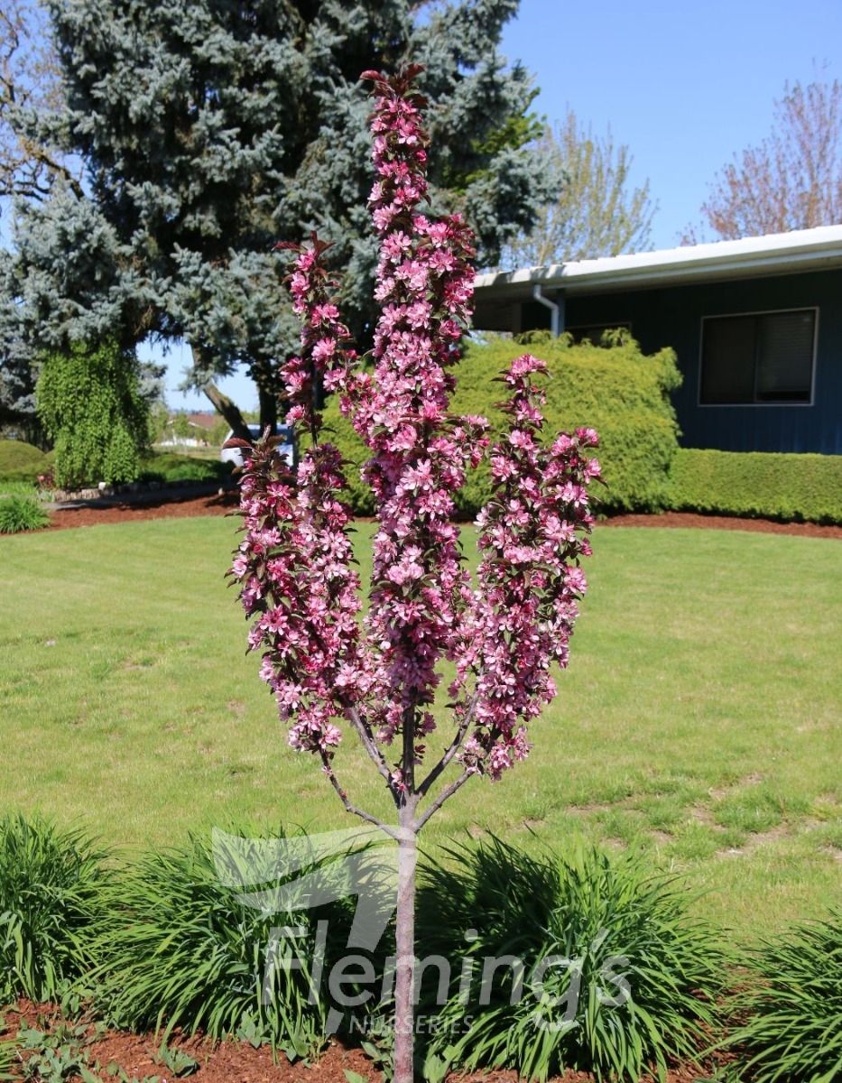 Malus ‘Raspberry Spear’ - Image 2