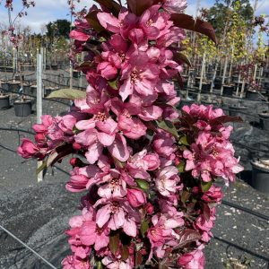 Malus ‘Raspberry Spear’