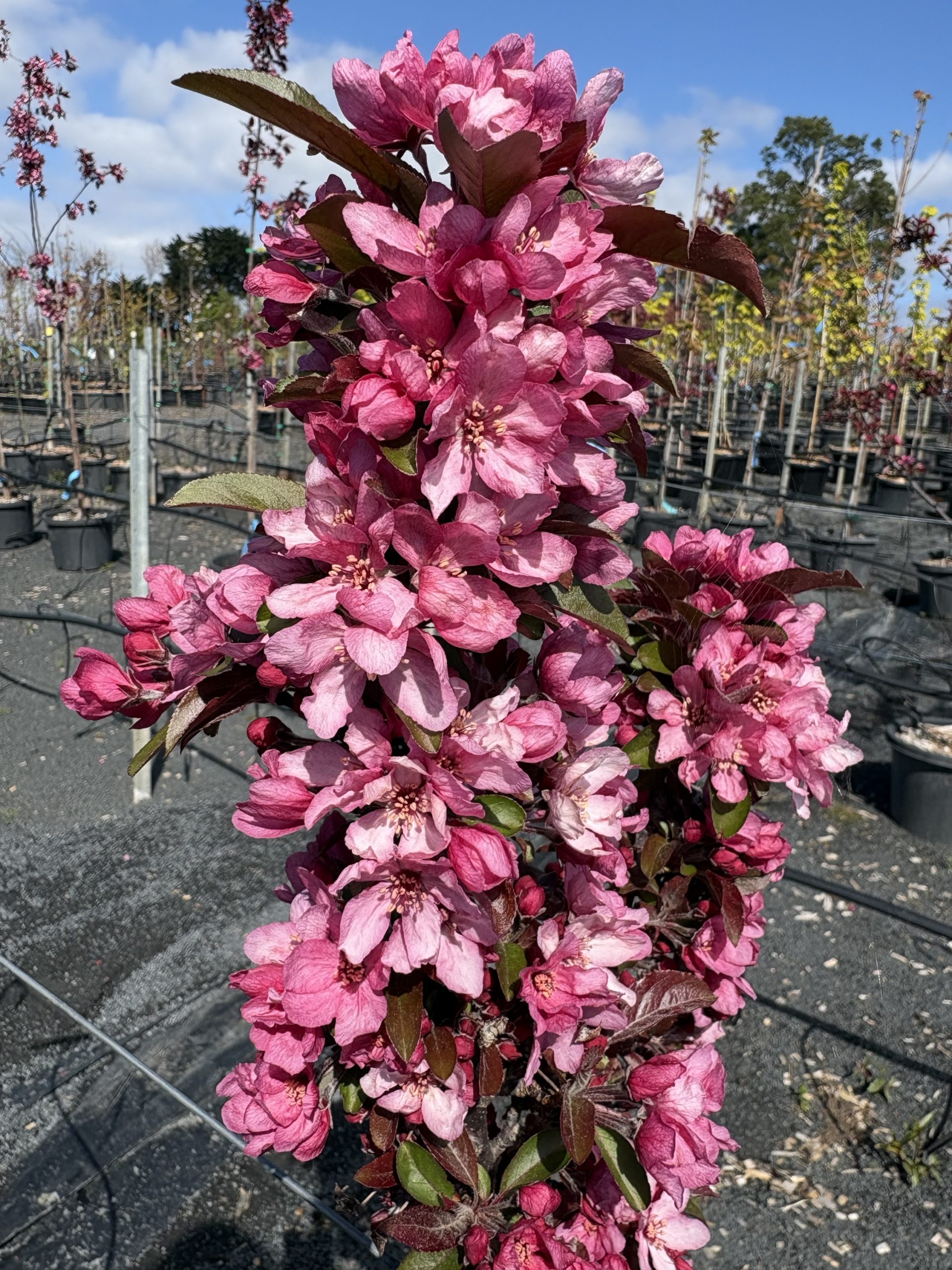 Malus ‘Raspberry Spear’