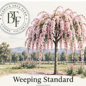Weeping Standard