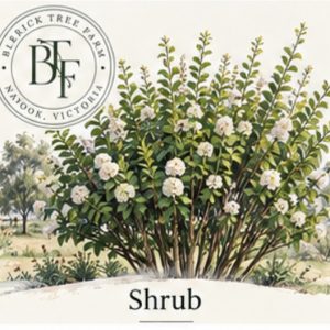 Shrub