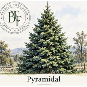 Pyramidal