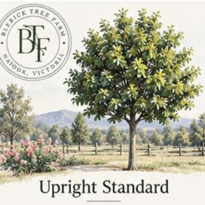 Upright Standard