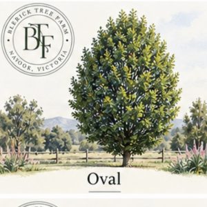 Oval