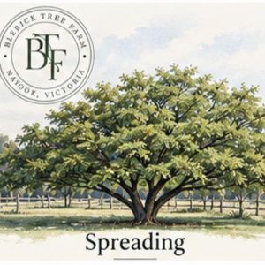 Spreading