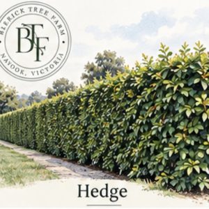 Hedge