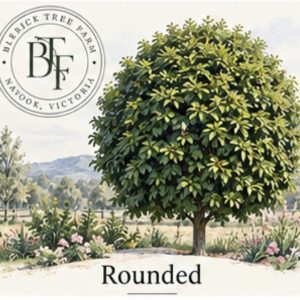 Rounded