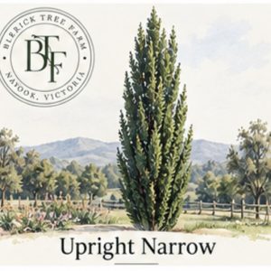Upright Narrow