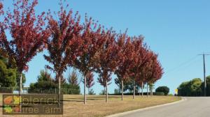 Acer Autumn Blaze avenue 